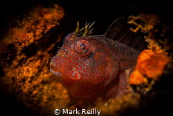 A small blenny on the lena wreck by Mark Reilly 